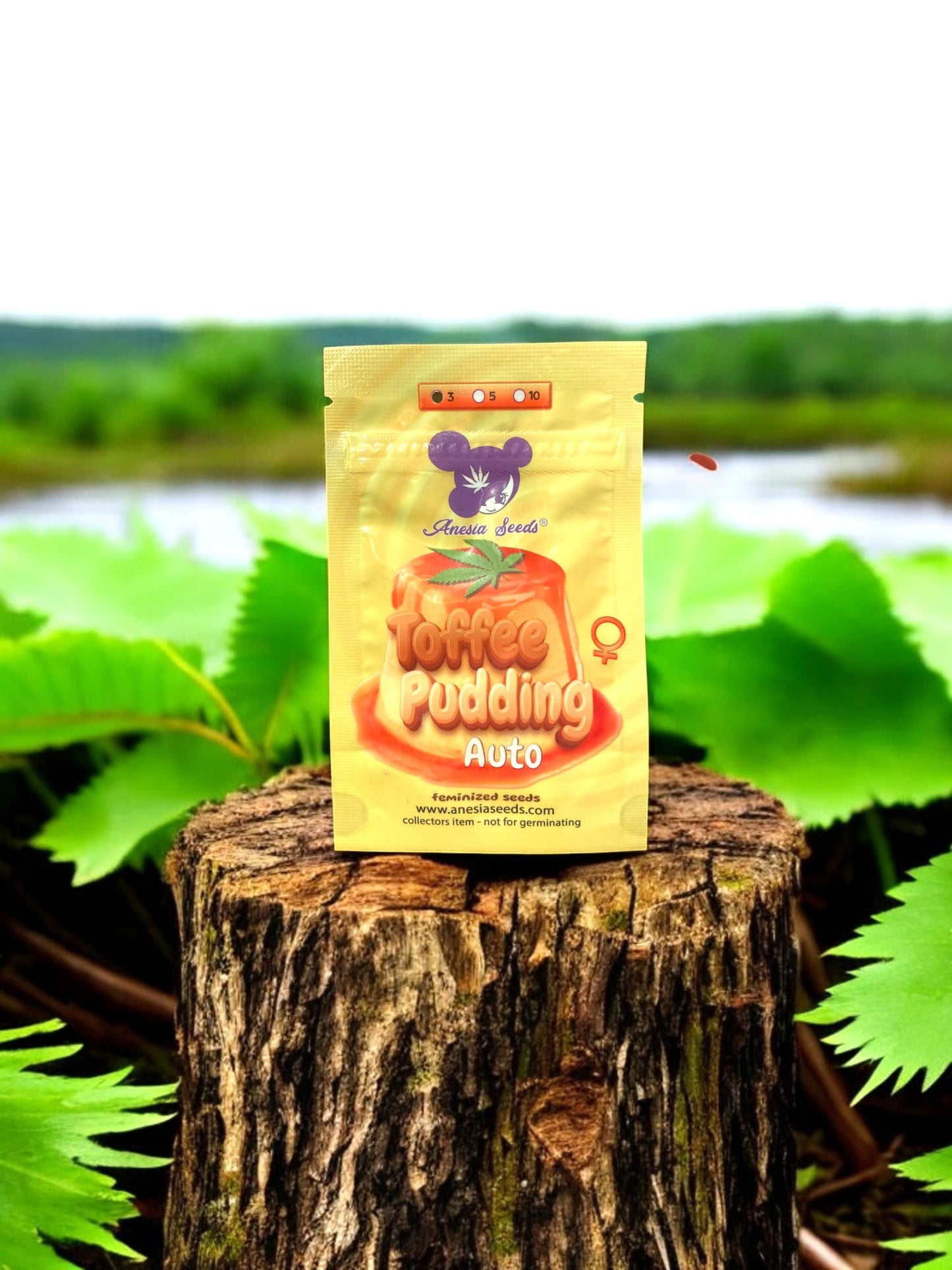 toffee pudding auto - anesia seeds