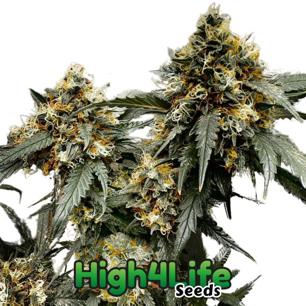 Toxic OG High4Life Seeds