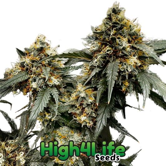 Toxic OG High4Life Seeds