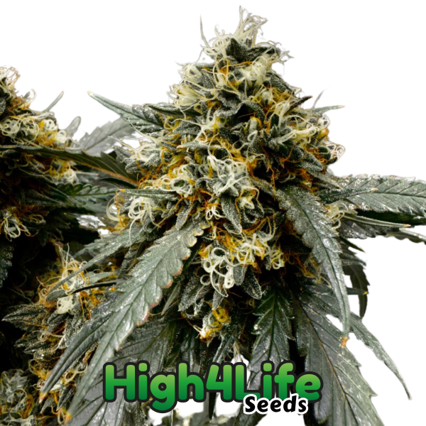 Toxic OG Headbud
