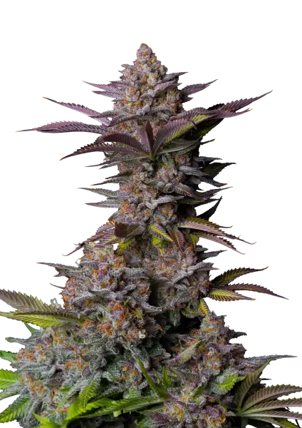 Tropicana Cookies Fast Flowering