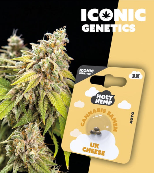 UK Cheese Autoflowering Blüte mit Packung von Holy Hemp
