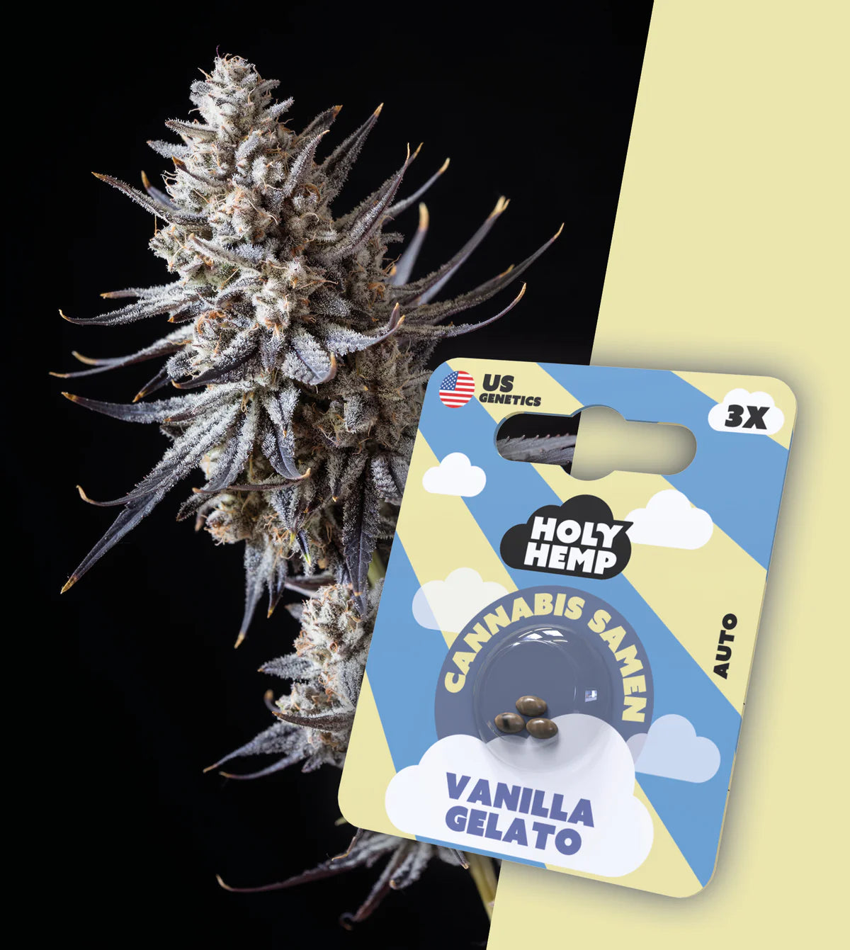 vanilla_gelato_auto_flower_2