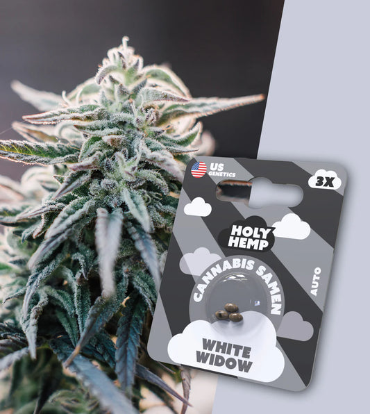 White Widow Blüte im Hintergrung mit Packung von Holy Hemp