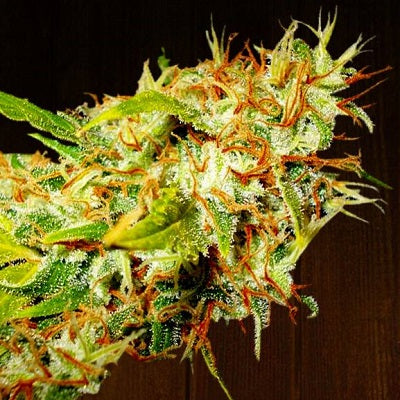 Zamaldelica Bud 2