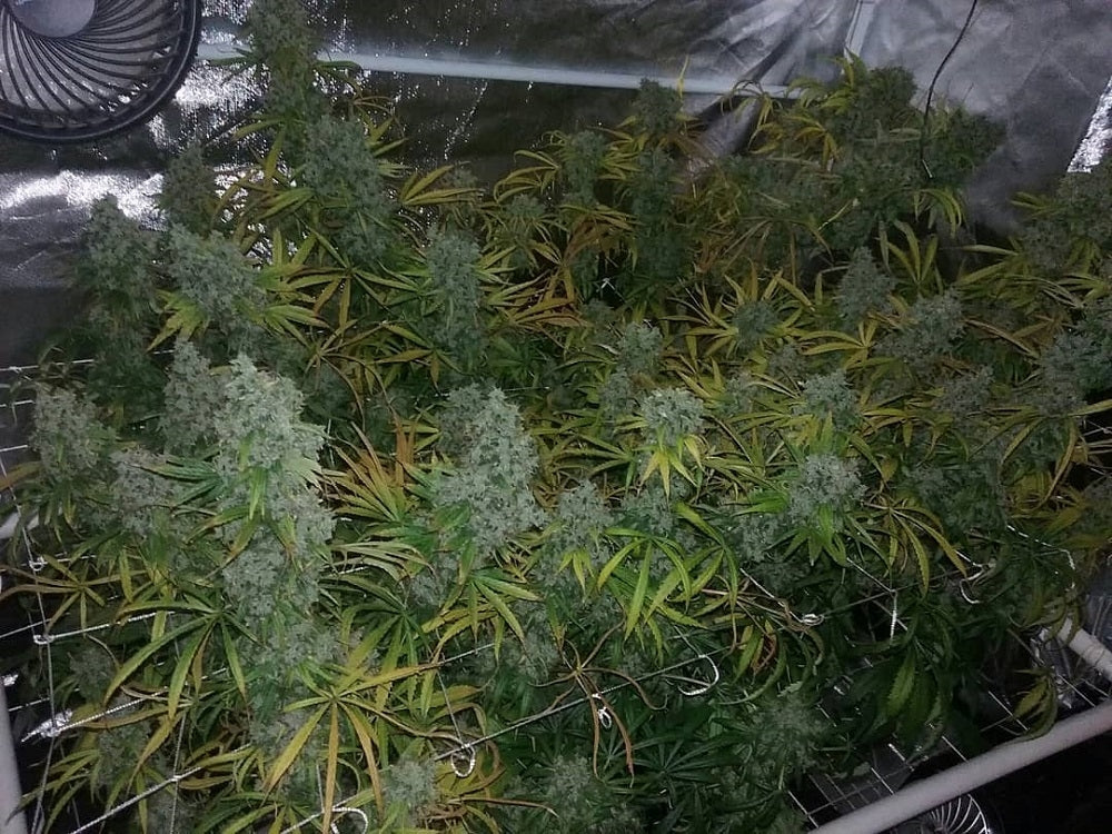 Zamaldelica indoor plants