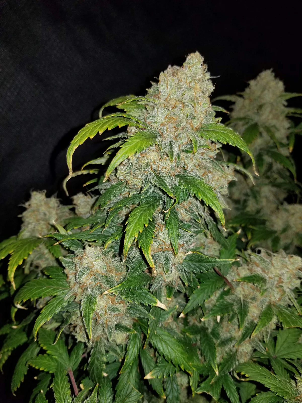 Zkittelz auto Bud 3. Bild - fastbuds