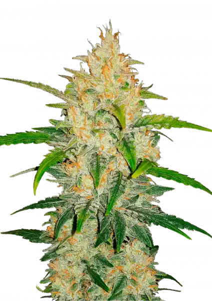 Zkittelz auto frontal - fastbuds