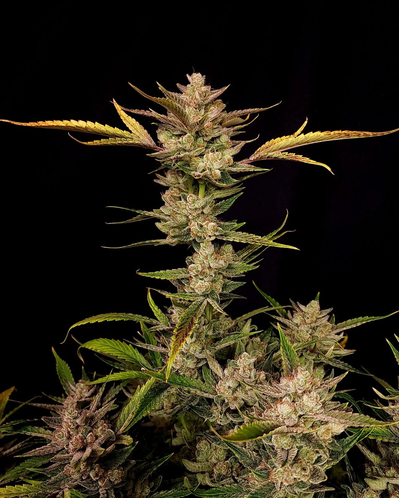 ztrawberriez_auto_2