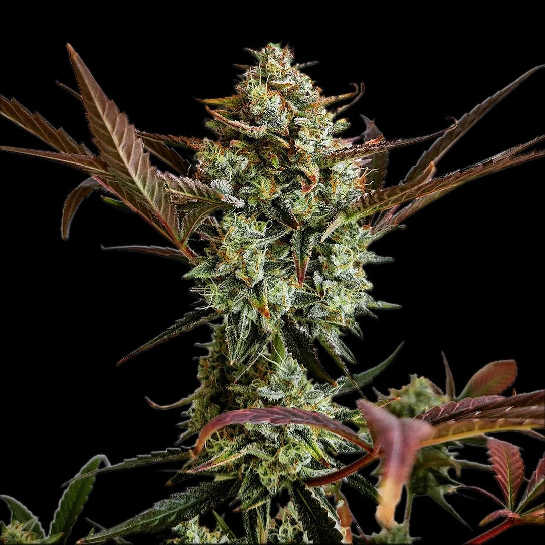 ztrawberriez_auto_4