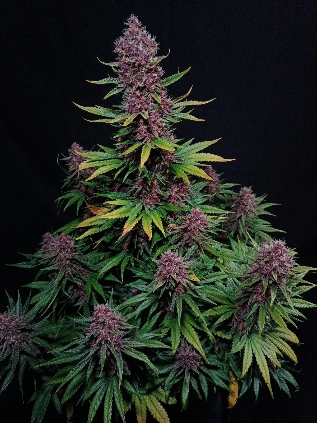ztrawberriez_auto_5