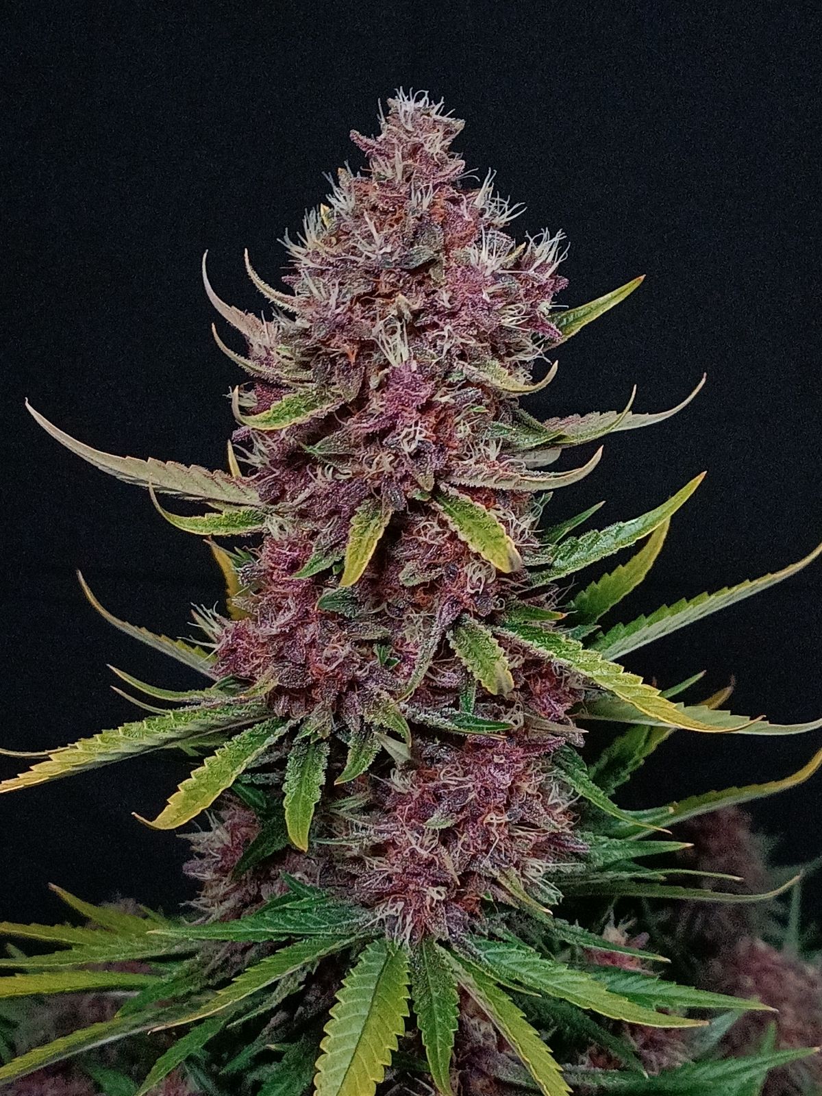 ztrawberriez_auto_6