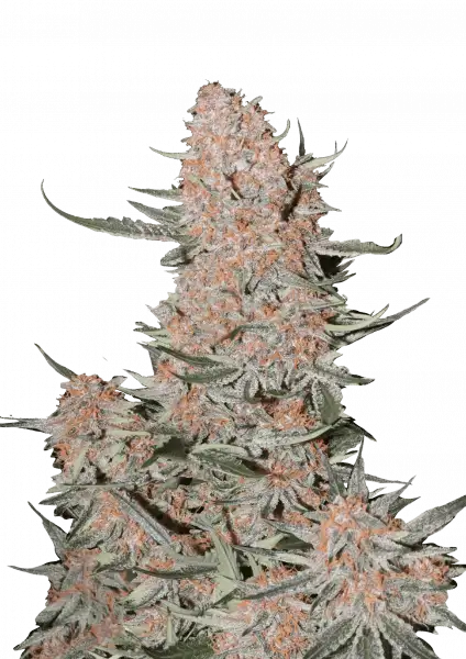 ztrawberriez auto - fastbuds