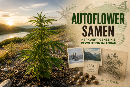 Die Geschichte der Autoflower Genetik.