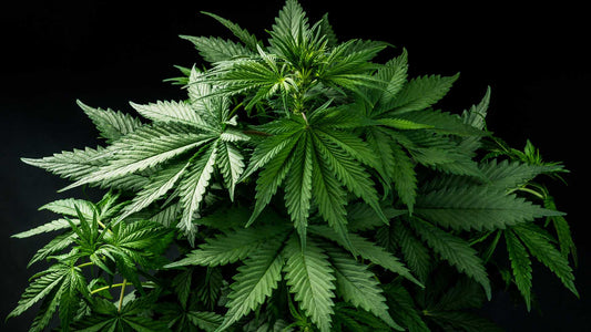 Cannabis Low-Stress-Training LST