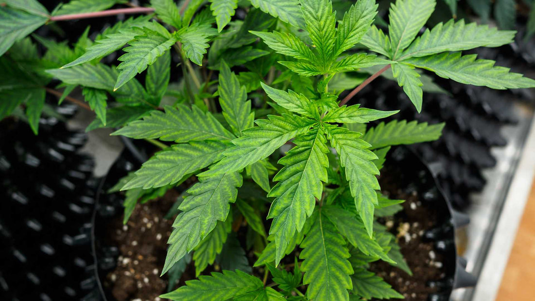 Autoflowering vs. Photoperiodisch