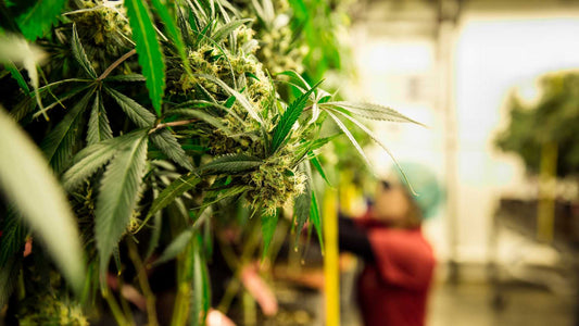 Cannabis Anbau in wenigen Schritten