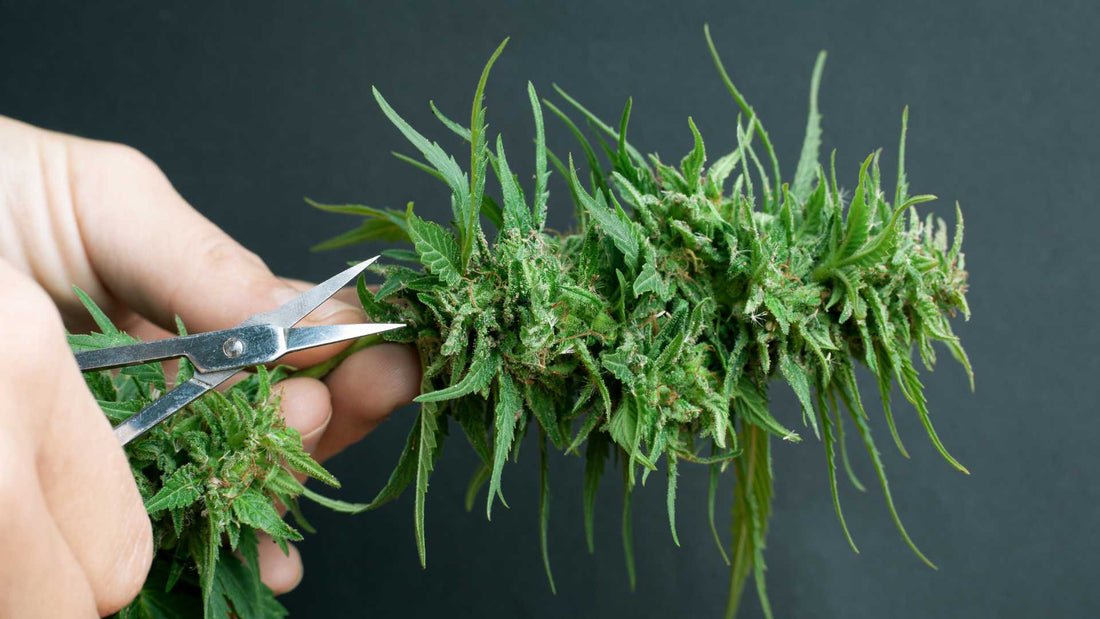 Wie du durch Lollipopping mehr aus deiner Cannabis Pflanze holst
