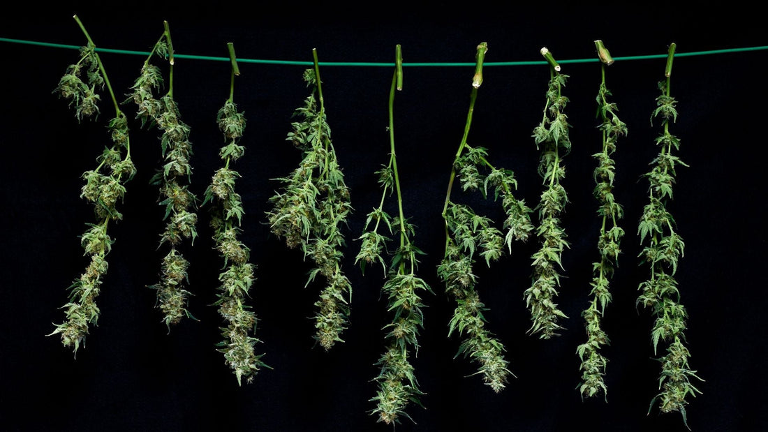Wie man richtig Cannabis trocknet - Guide von Less Organix