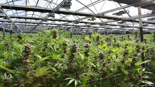 Cannabis Samen Bank
