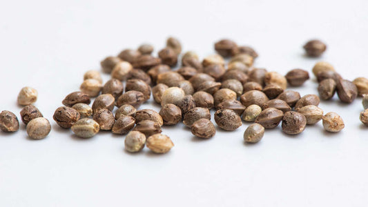 Cannabis Samen richtig lagern - wir zeigen dir wie's geht