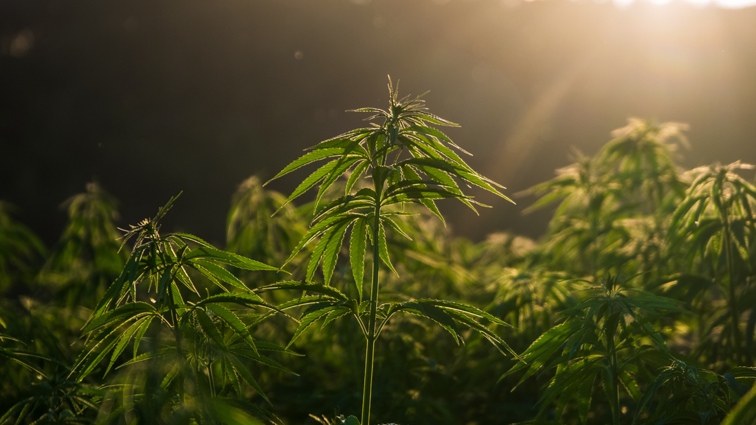 die welt der terpene - blogbeitrag von less organix