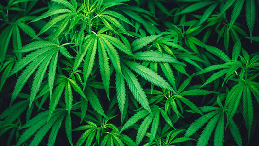 wie geht das Toppen von Hanfpflanzen - Blogbeitrag von Less Organix