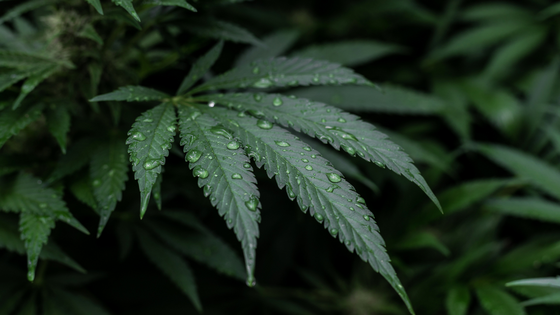 Wissenswertes über CBD und Hanf von Less Organix