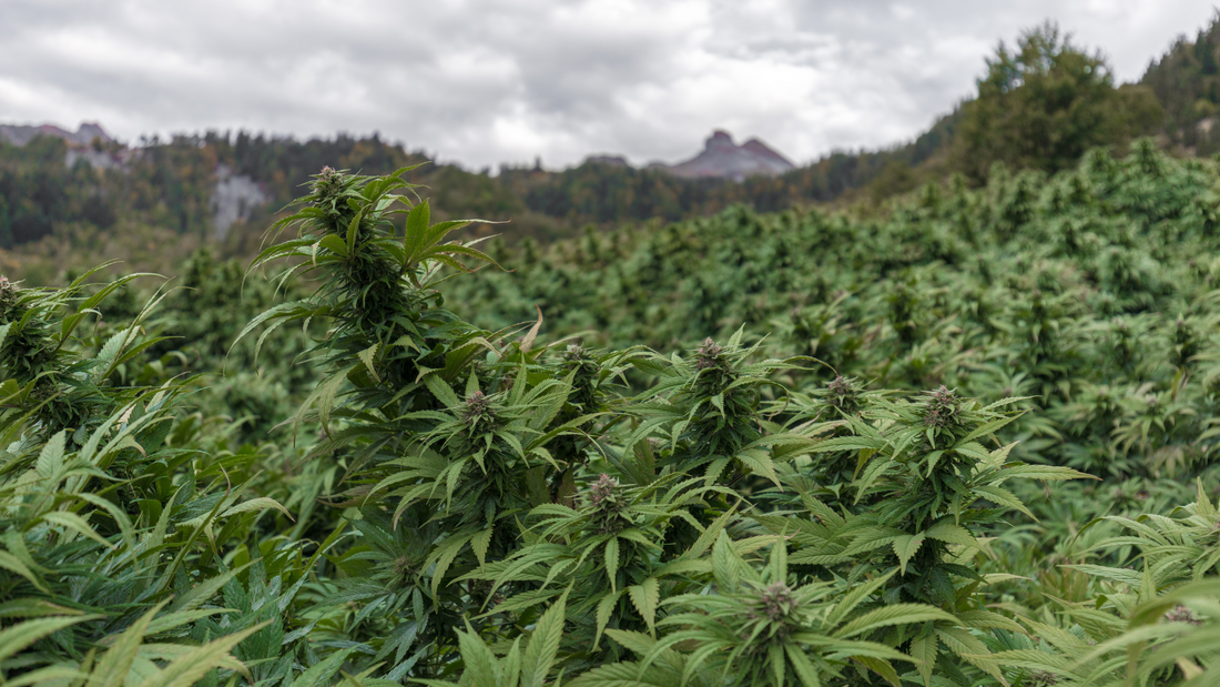 Was sind Cannabis Landrassen und woher kommen sie - Blogartikel von Less Organix