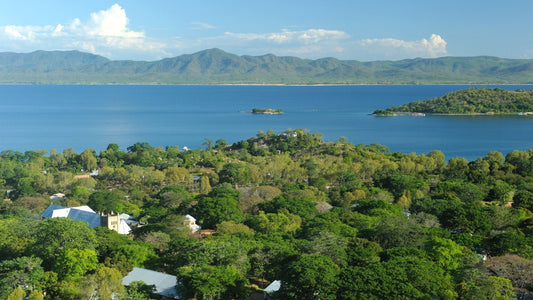 Die Geschichte von Malawi Gold – Cannabis Landrasse