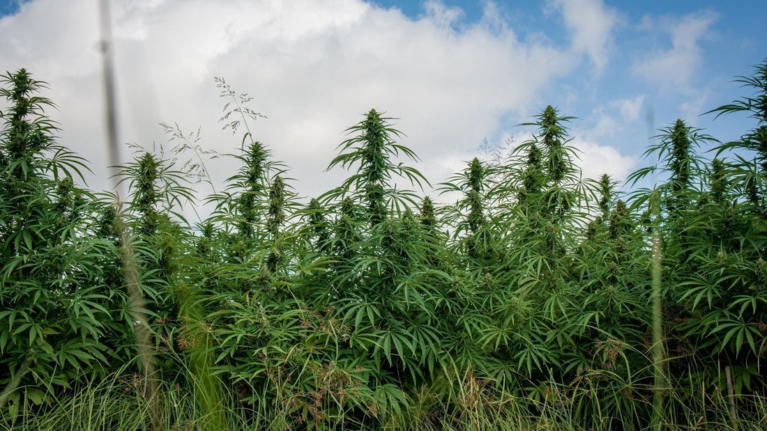 Outdoor Grow Leitfaden für nördliche Halbkugel Deutschland