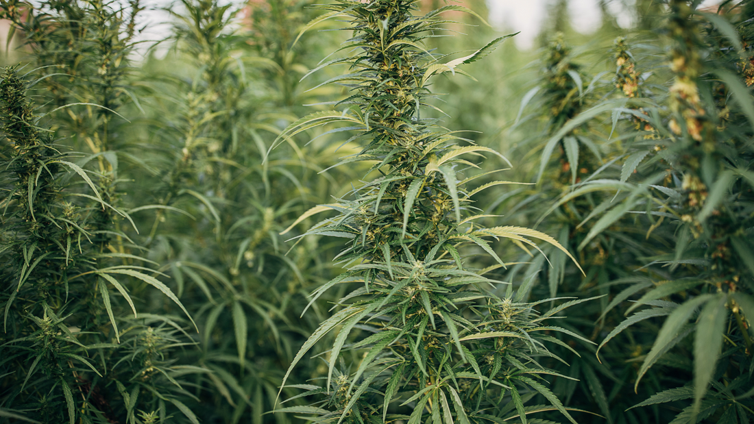 Regular vs Femnisiert vs Autoflowering