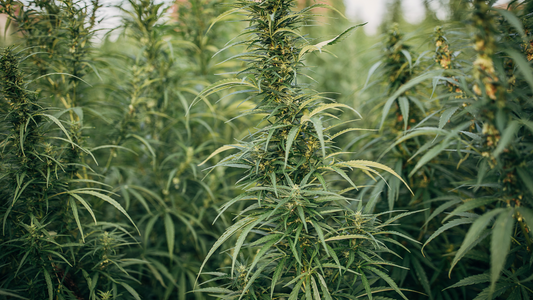 Regular vs Femnisiert vs Autoflowering