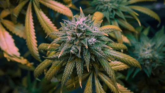 Top 10 Indoor Cannabis Sorten für deinen Grow