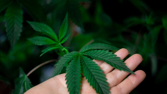 Meine Top 10 Outdoor Cannabis Sorten für deinen Sommer Grow