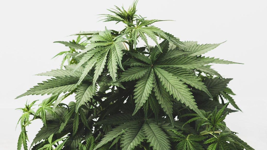 Meine Top 5 Indica Cannabis Sorten