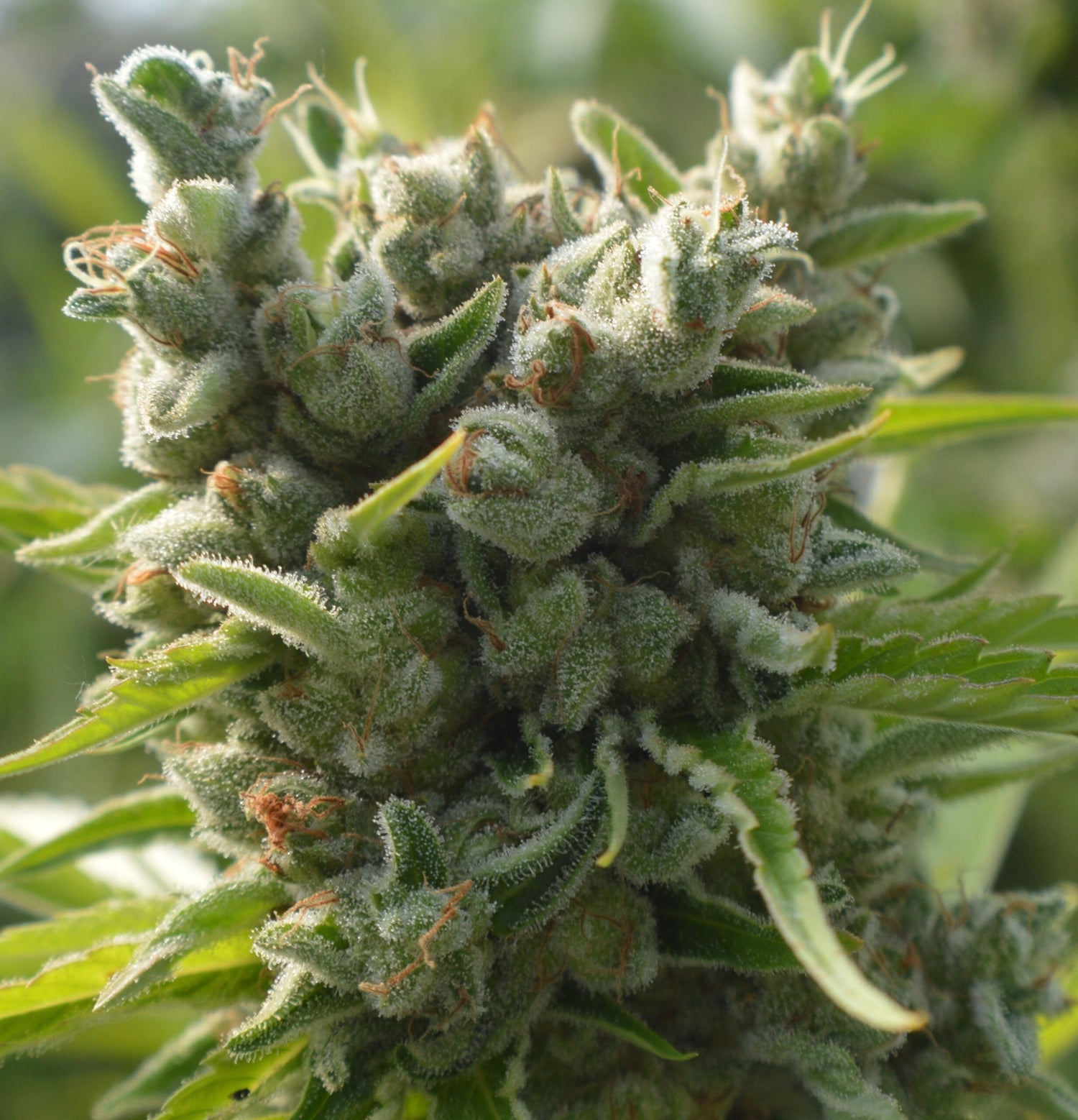 Outdoor Hanfsamen für deinen Grow bei Less Organix