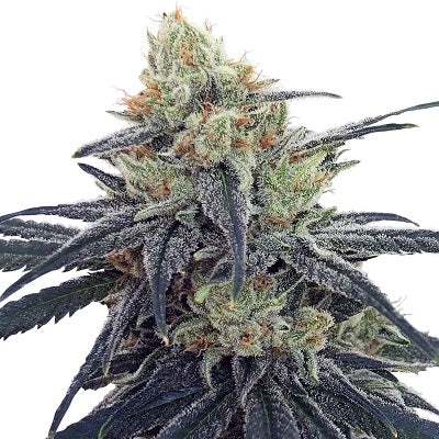 CBD Samen kaufen – Hanfsamen bei Less Organix