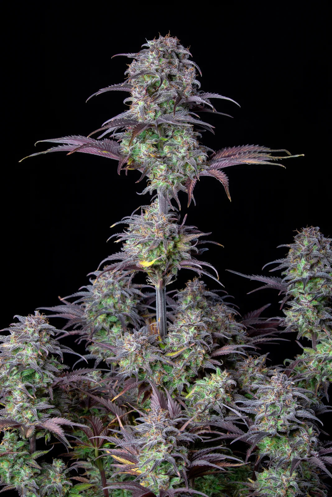 Kompakte Hanfpflanzen für deinen Grow bei Less Organix