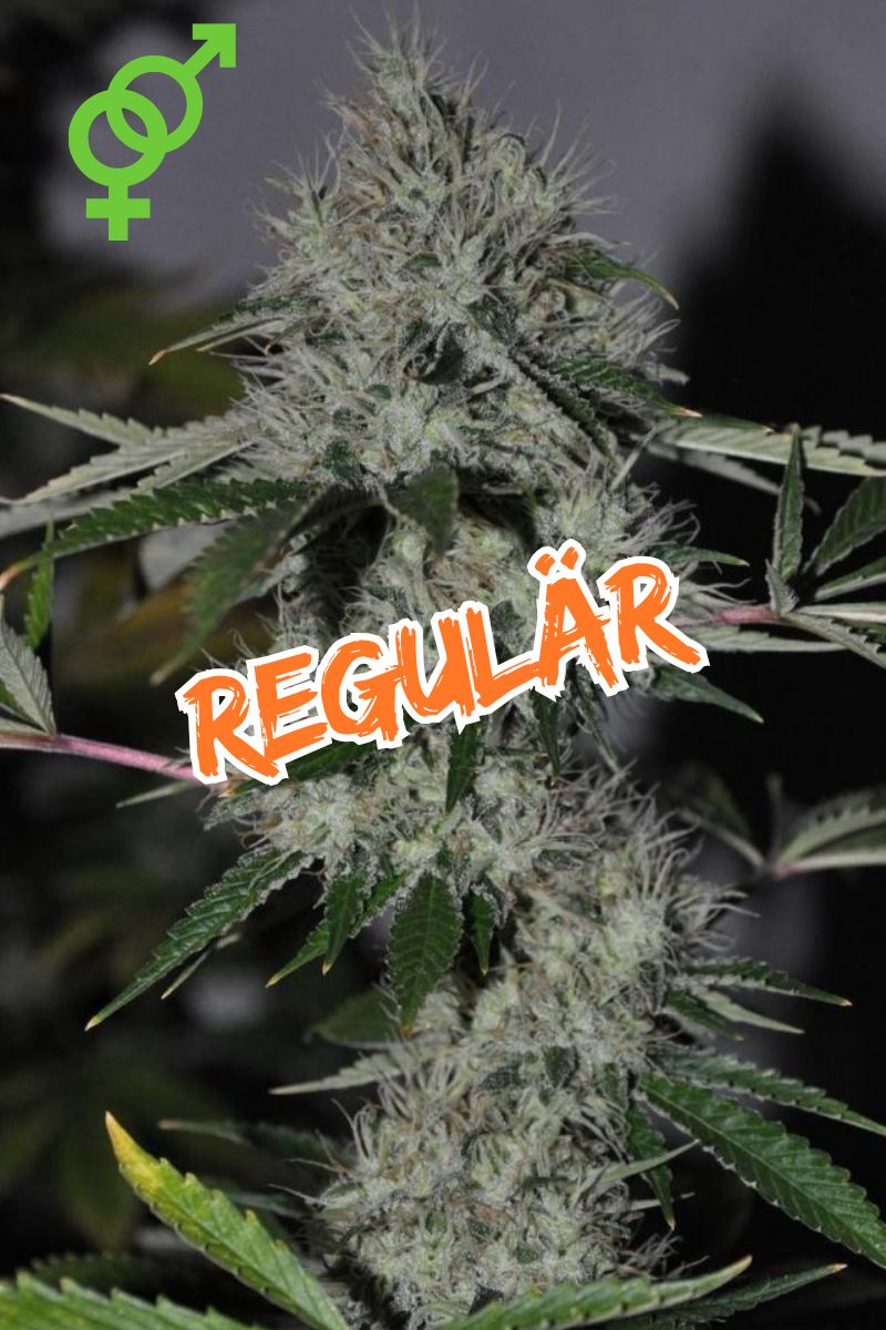 Regular Cannabis Seeds online kaufen