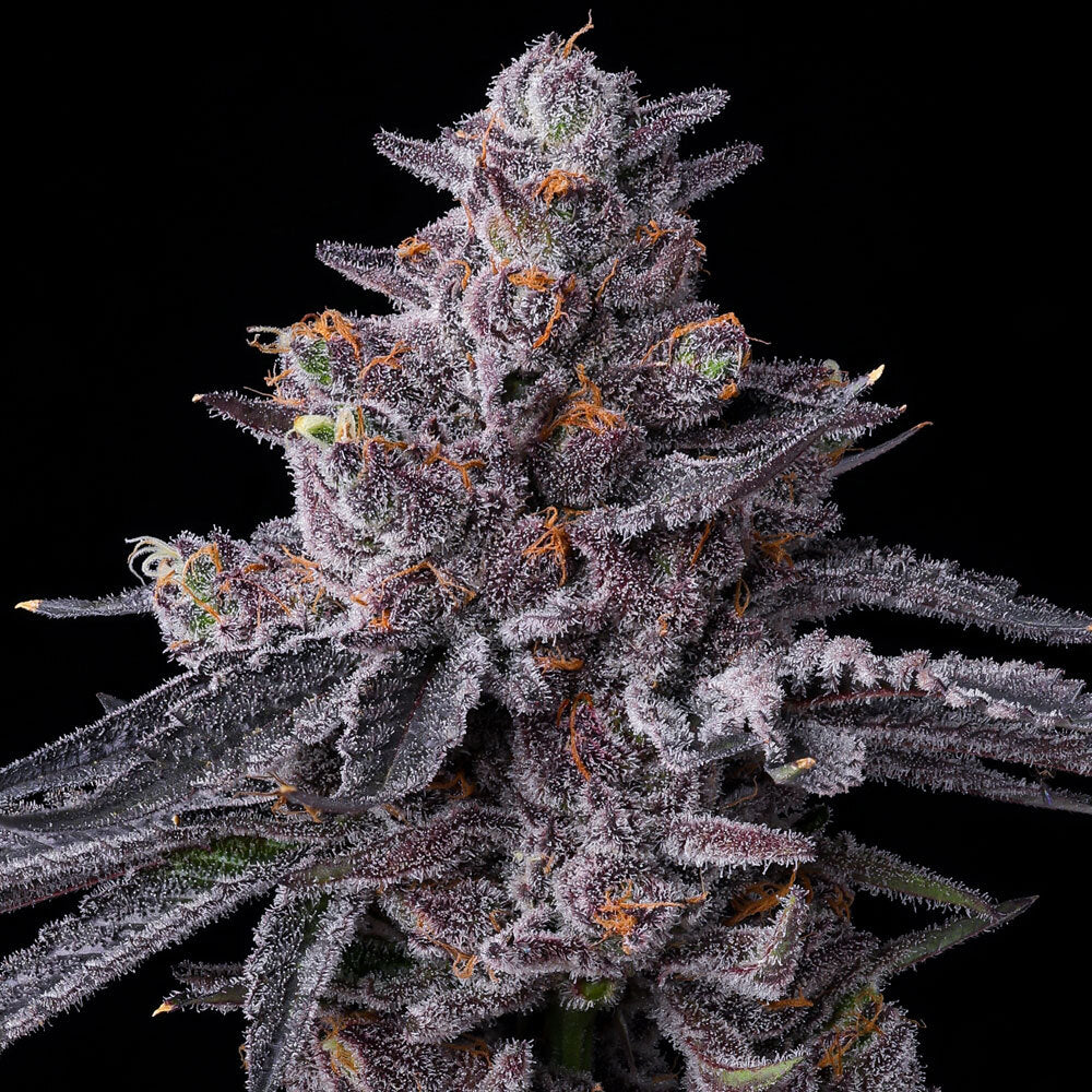 Indoor Hanfsamen für deinen Grow bei Less Organix