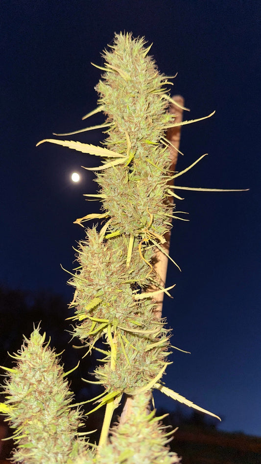 80 Durban Poison Regulär Khalifa