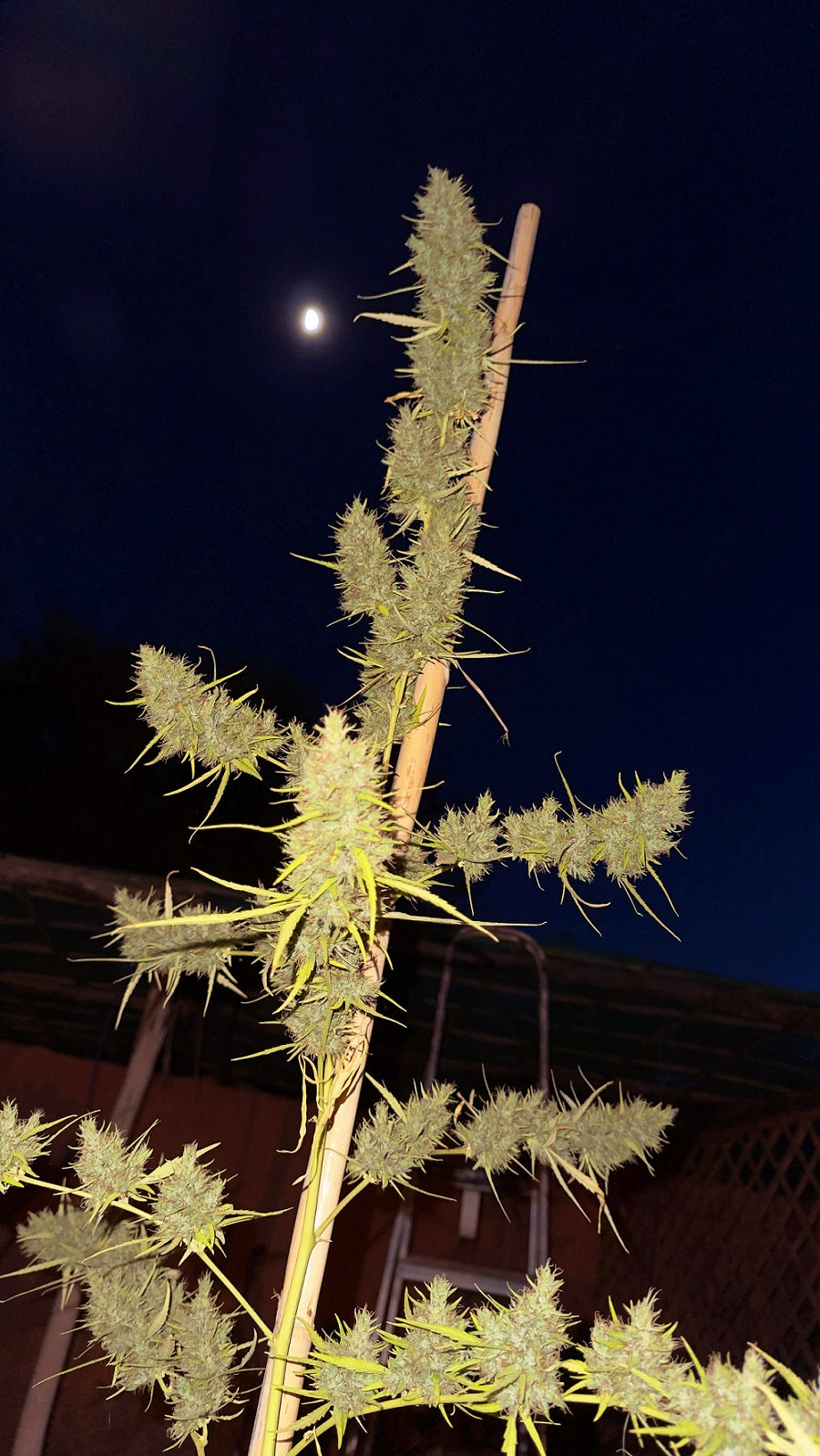 80 Durban Poison Regulär Outdoor plant