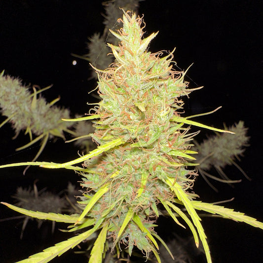 80 Durban Poison Regulär