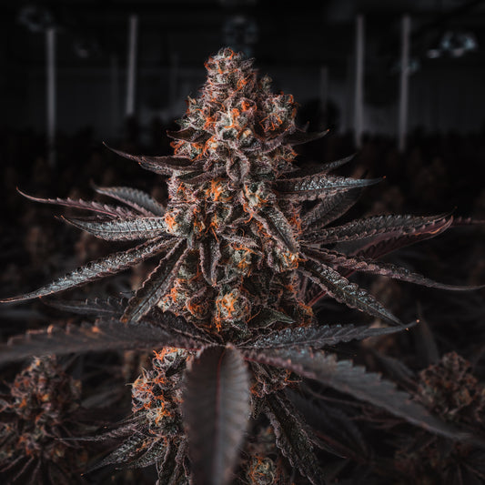 AK47 Autoflower Samen von Blow Genetics