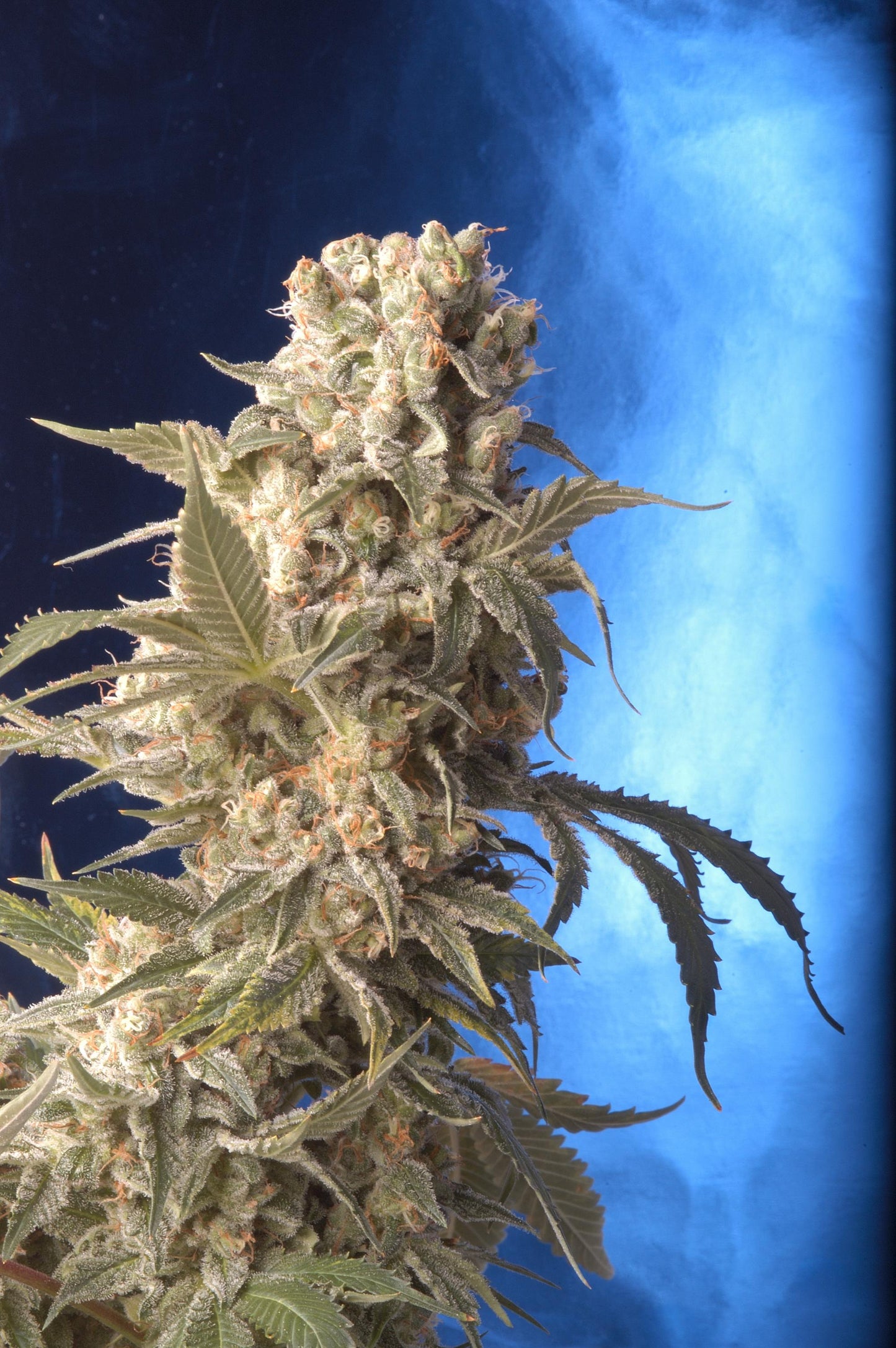AK-47