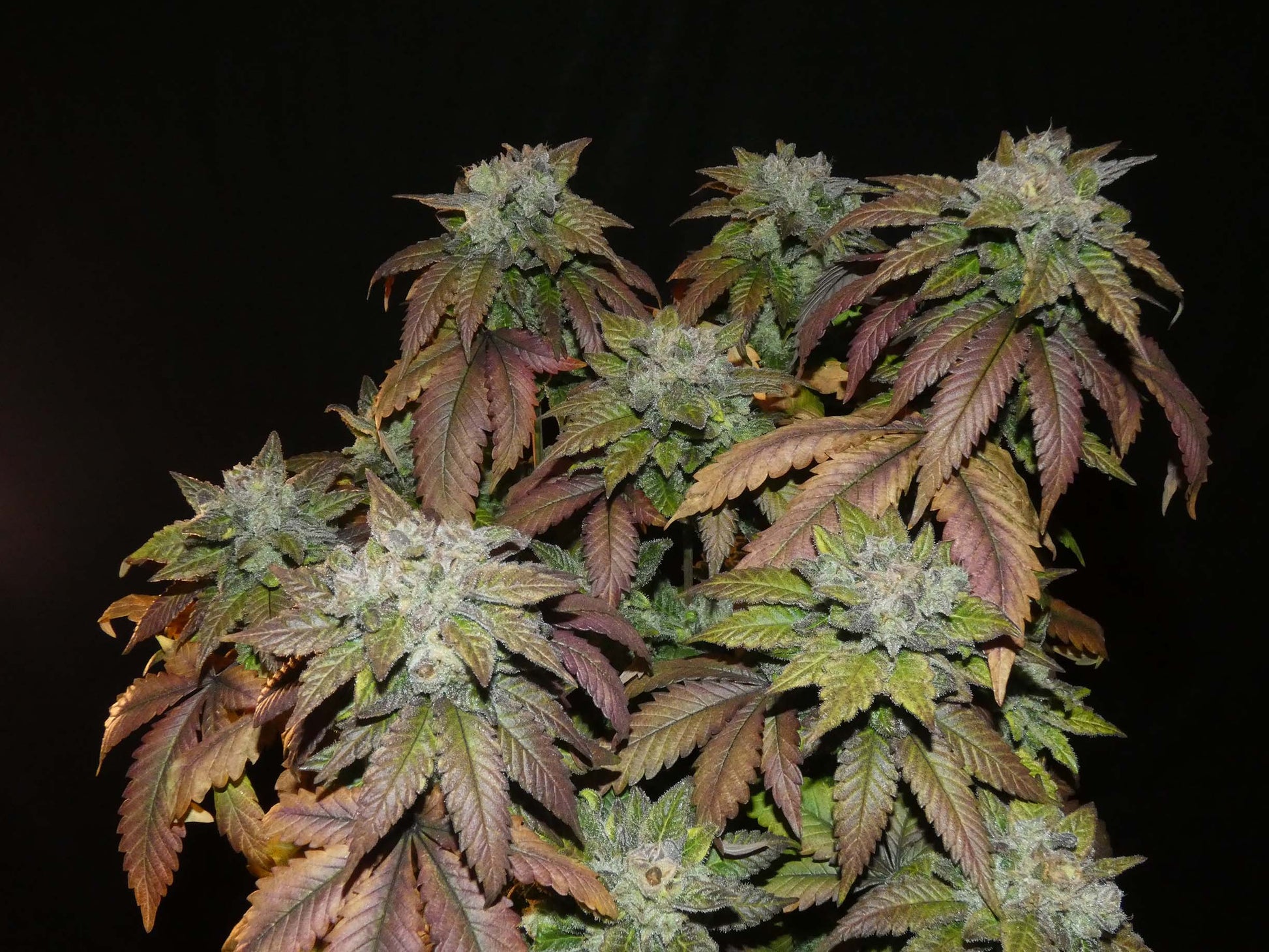 Afghan Lemon Feminisiert ganze pflanze