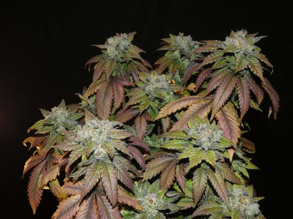 Afghan Lemon Feminisiert ganze pflanze