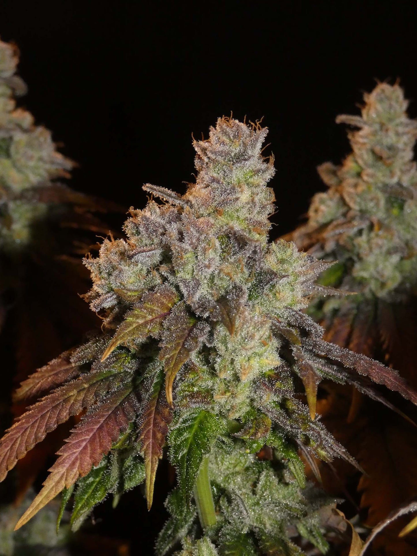 Afghan Lemon Feminisiert Bud