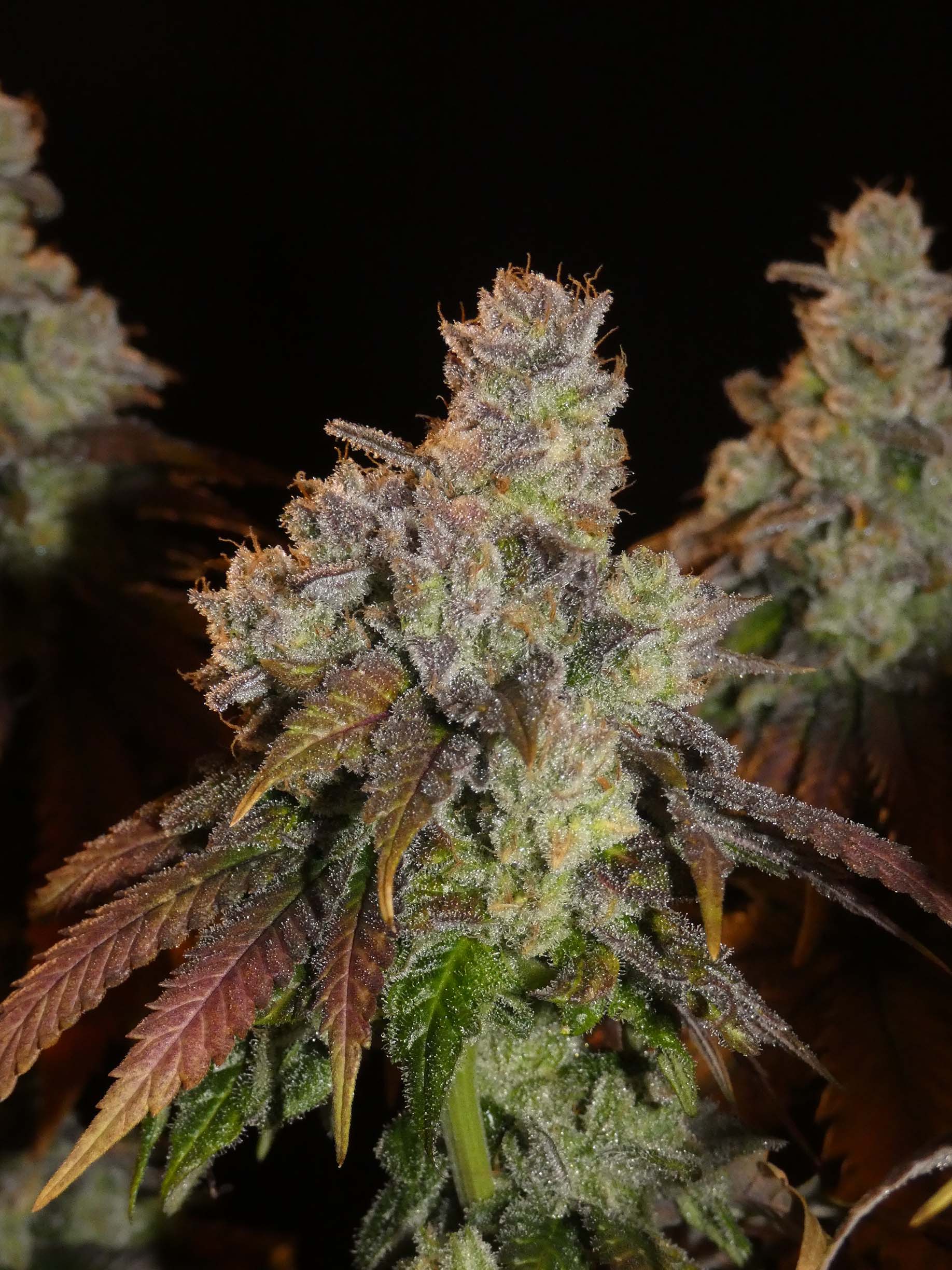 Afghan Lemon Feminisiert Bud